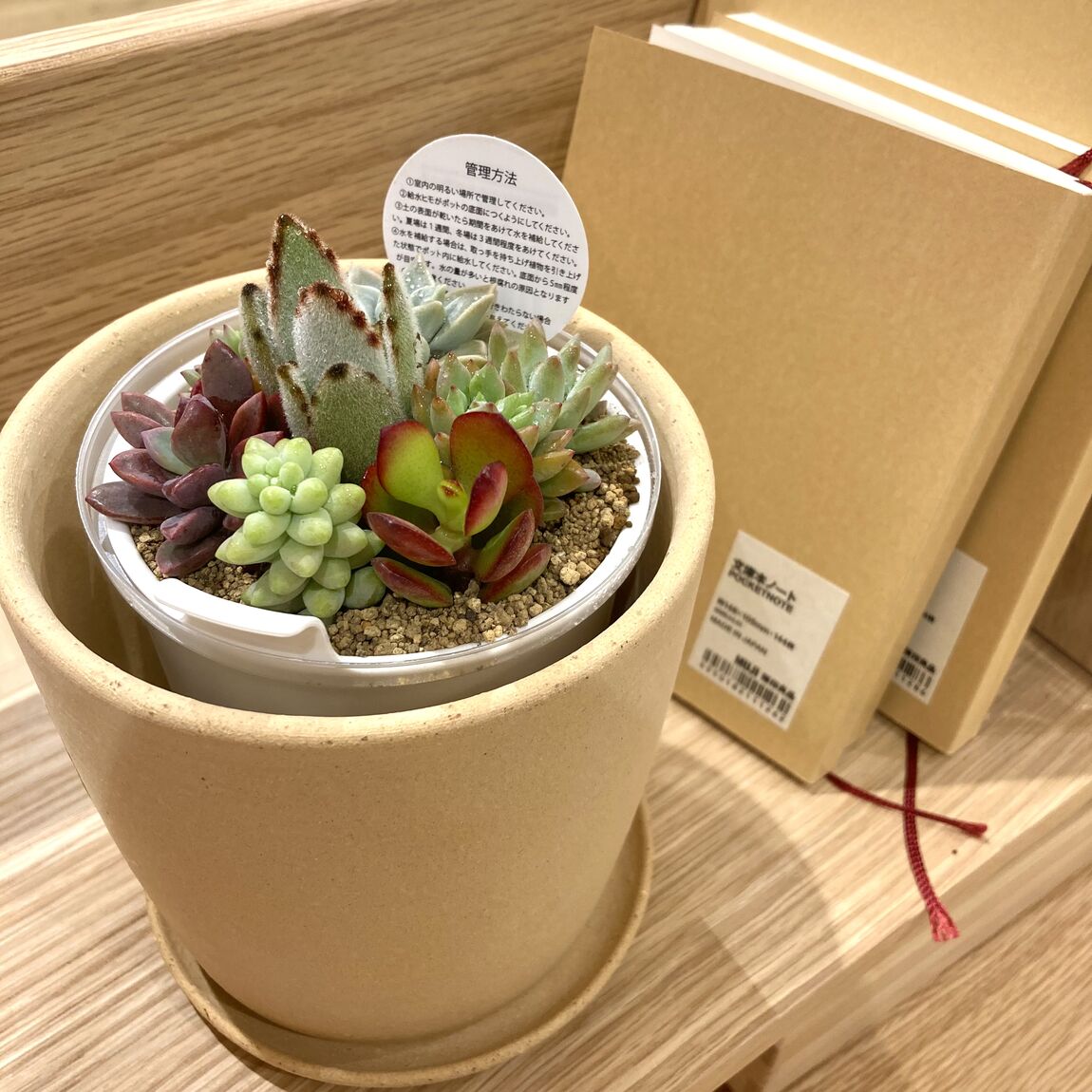 イオンモール佐賀大和】紅葉を楽しめる多肉植物たち｜無印良品 イオン